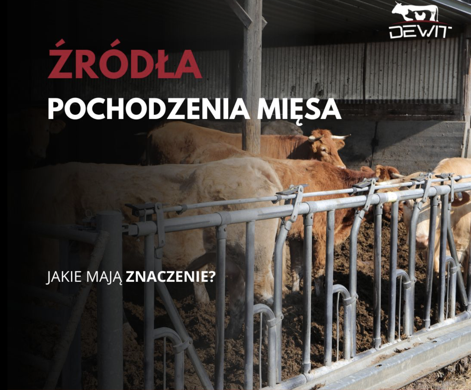 źródła pochodzenia mięsa dostarczanego przez Dewit